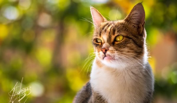 cat