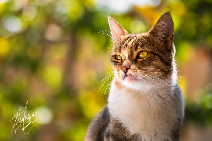cat