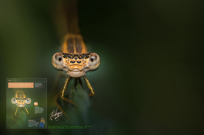 At Eye Level Golden Eye,winner of the “Your Photos“ page competition as “Star Photo“ . BBC WILDLIFE MAGAZINE, August 2021 | Vol. 39 No. 09| Pg. 86