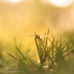 Aura of Wasp Life