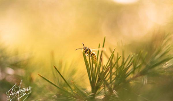 Aura of Wasp Life