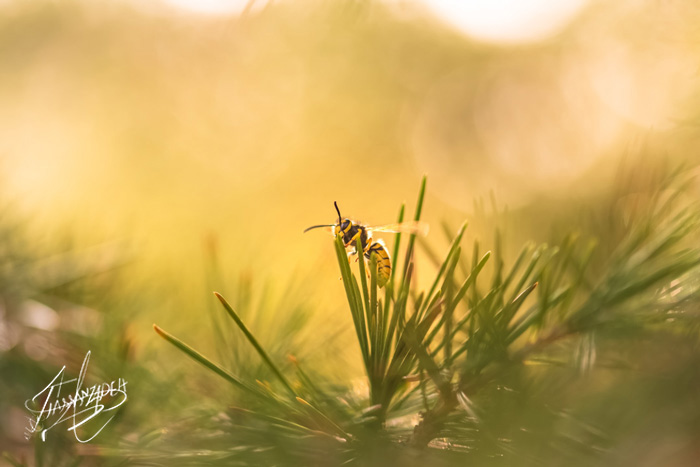Aura of Wasp Life