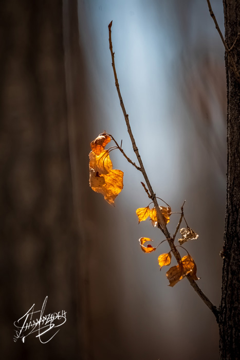 CottonWood Tree Art