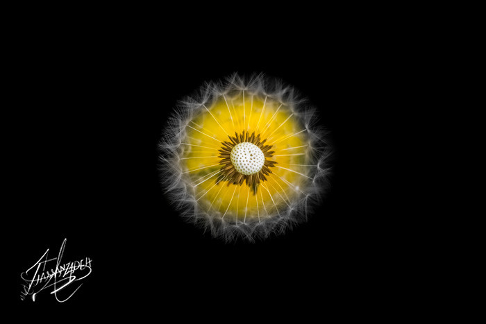 Dandelion Bride
