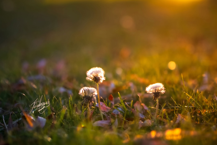Dandelion Sunset