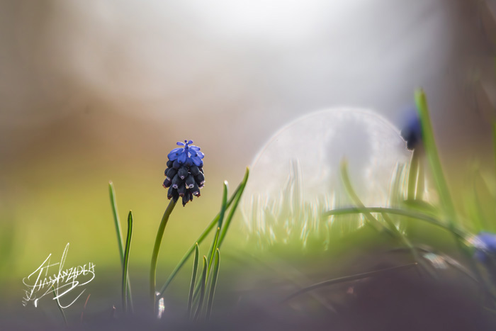 Grape Hyacinth Art