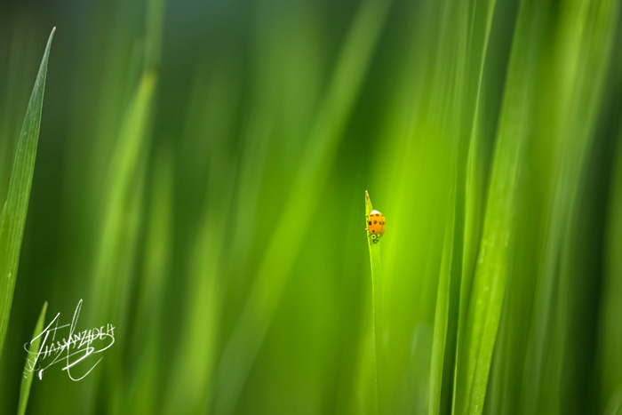 A Lady Beetle on the Grass