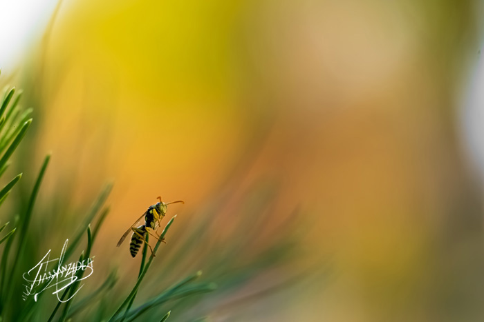 Wasp Sunrise