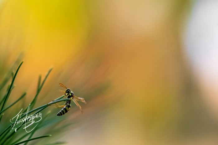 Wasp Sunrise