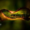 cobweb inside a leaf