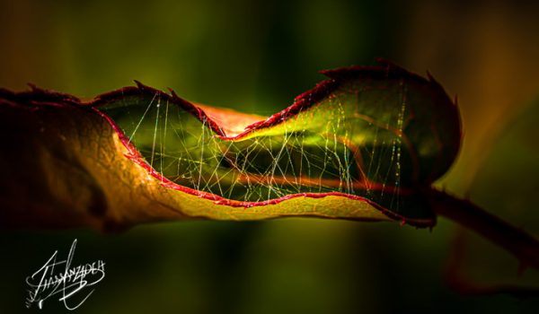 cobweb inside a leaf