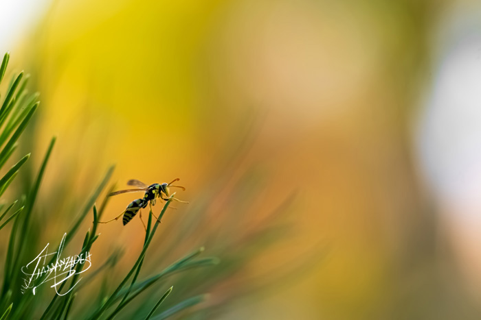 Wasp Sunrise.wasp on the pine leaf and the right Composition